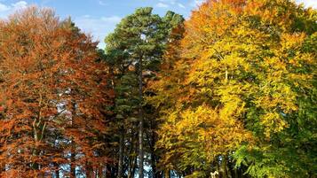 A forest with trees displaying autumn colors.