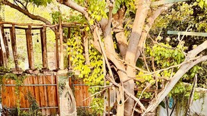 Una piscina circular con un árbol en el centro, rodeada por una valla de madera y diversas plantas.