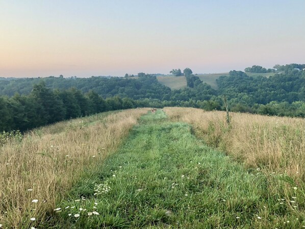A grassy field with a path leading through it, surrounded by dense trees.