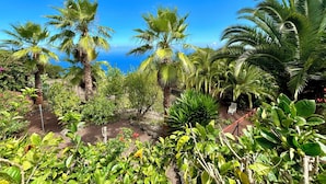 A tropical garden with palm trees and various plants, leading to a view of the ocean.
