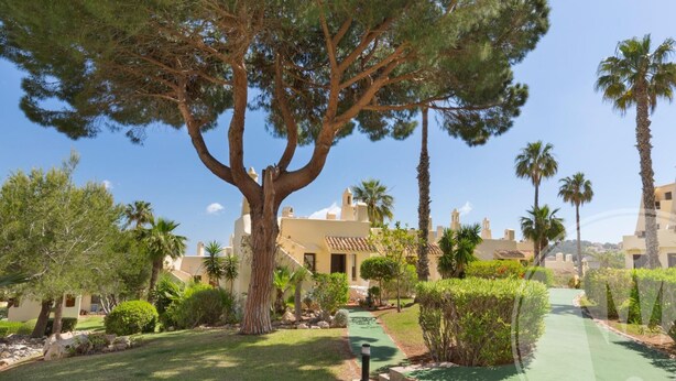 A courtyard with a large tree, palm trees, and a pathway leading to a building with a tiled roof.