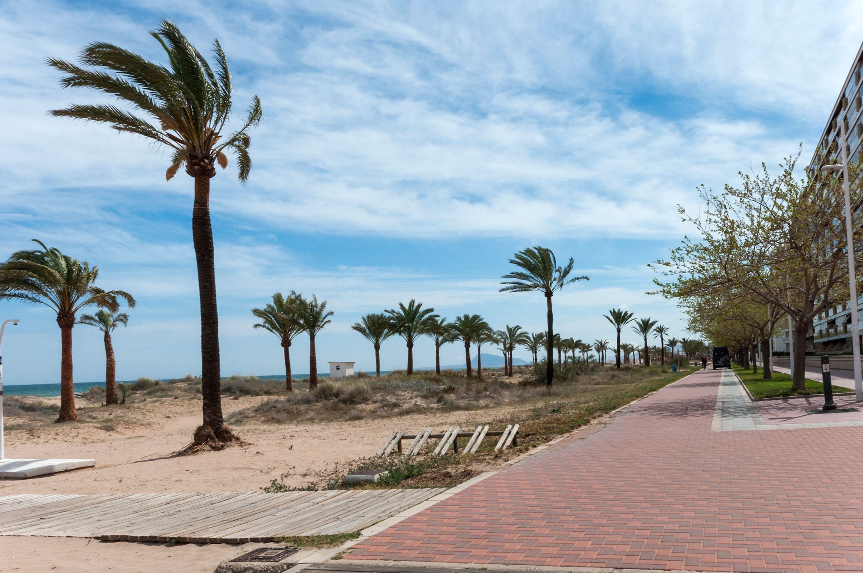A paved walkway lined with palm trees and a beach in the background.
