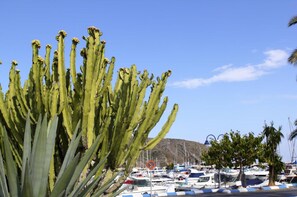 A marina with boats docked, a cactus in the foreground, and a hilly landscape in the background.