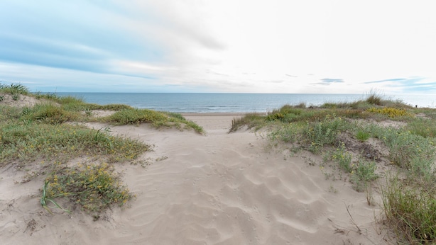 Una playa arenosa con dunas y vegetación escasa.