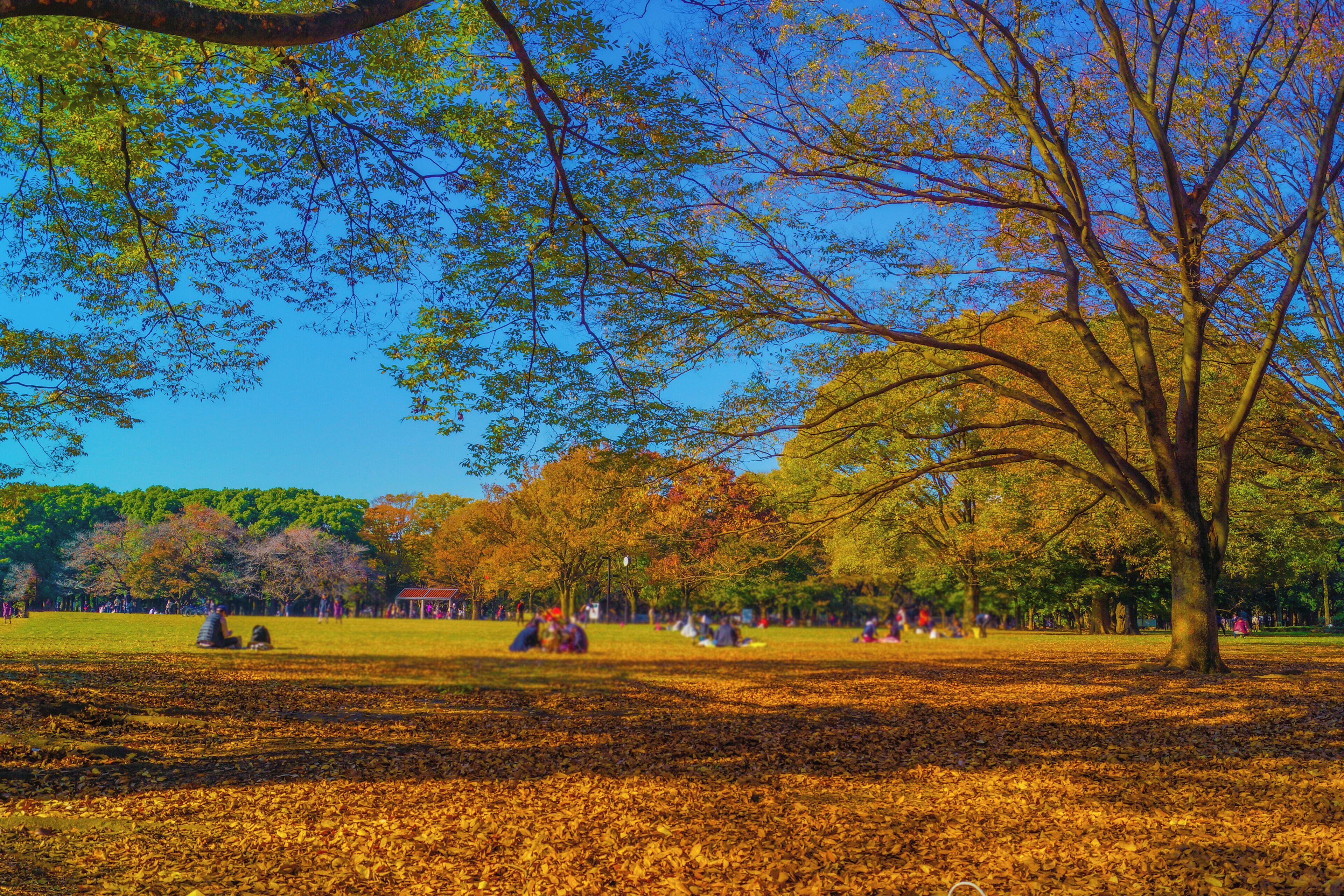 Un parque con árboles, césped y gente.