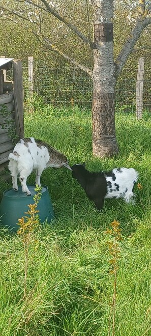 Enceinte de lâhĂ©bergement