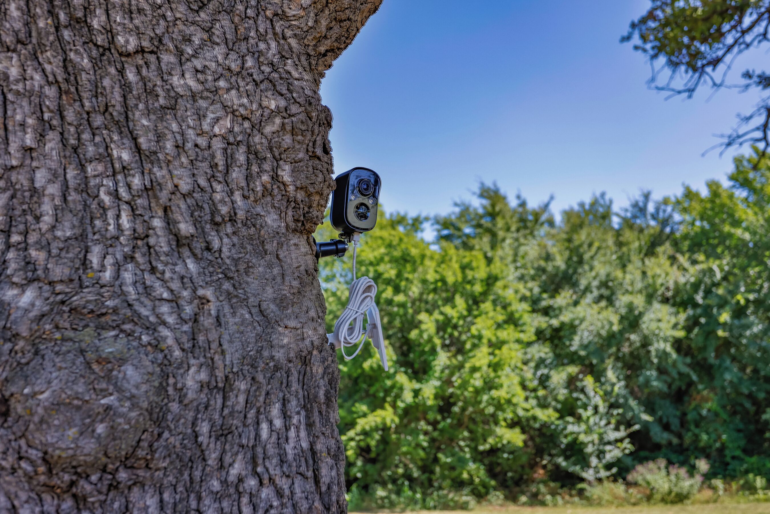 A security camera mounted on a tree trunk.