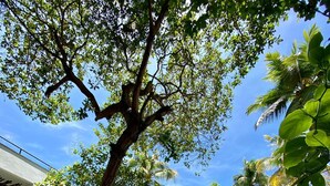A well-maintained garden with a large tree, potted plants, and a pathway leading to a building with large windows and a balcony. - Milie Lounge Pousada (Japaratinga)