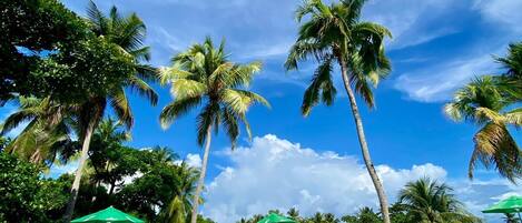 A swimming pool with lounge chairs and umbrellas, surrounded by palm trees under a clear sky.
