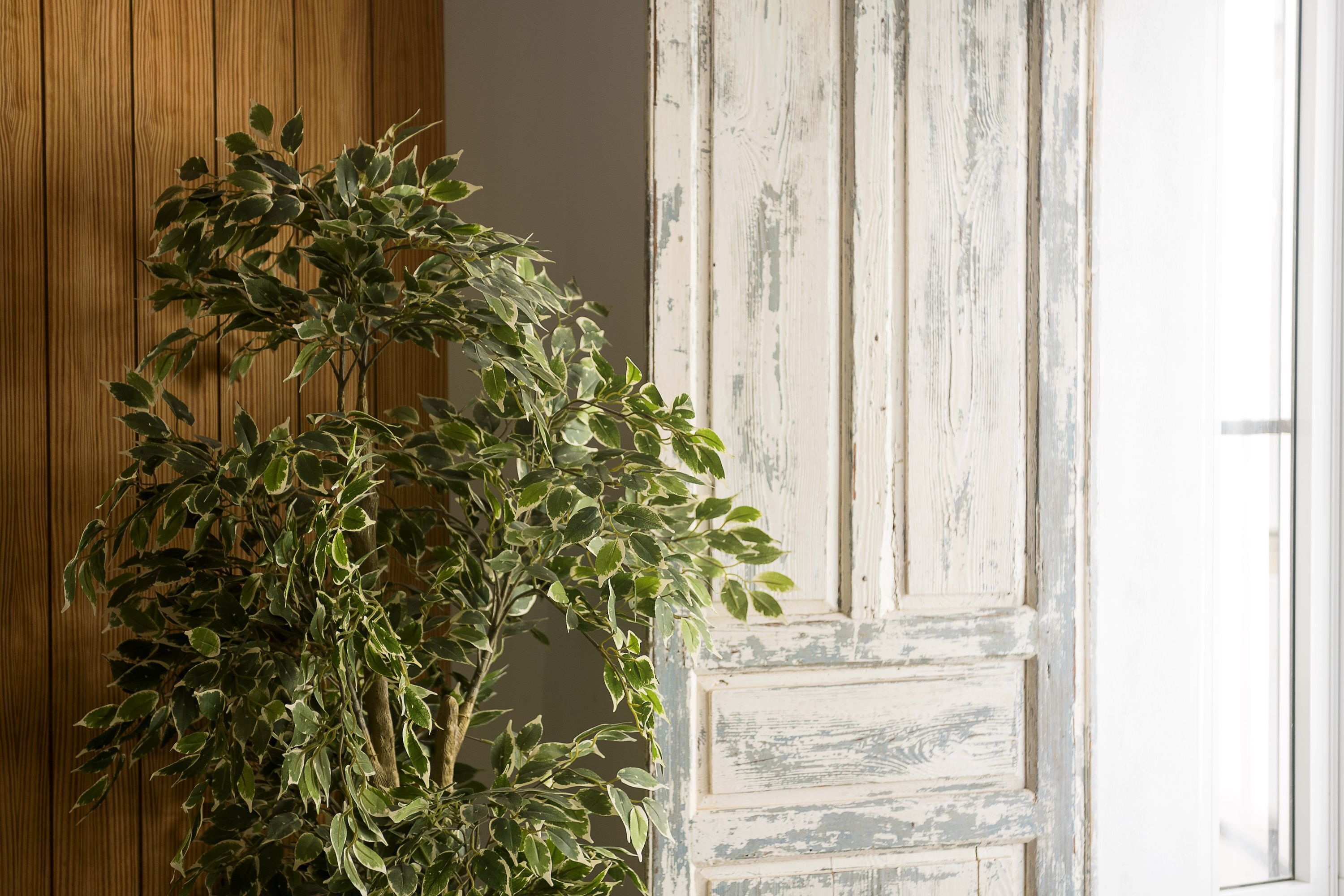 A potted plant with variegated leaves in front of a rustic, weathered door.