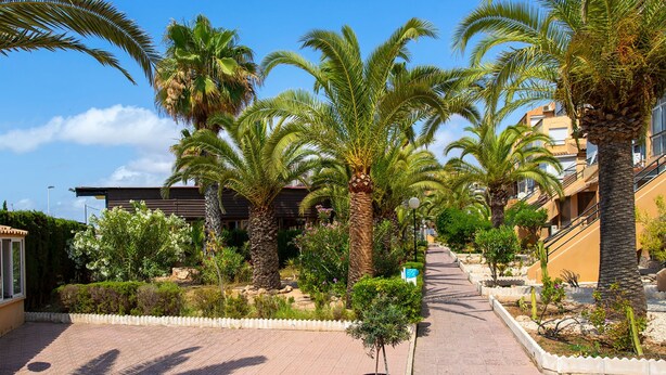 A paved pathway lined with palm trees and various shrubs, leading to a building with a modern design. - Perseo in Torrevieja (Torrevieja)