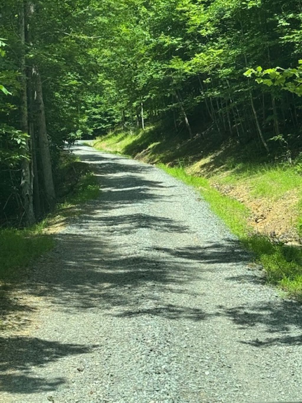 A narrow, unpaved road surrounded by dense greenery and trees.