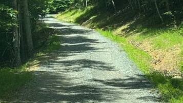 A narrow, unpaved road surrounded by dense greenery and trees.