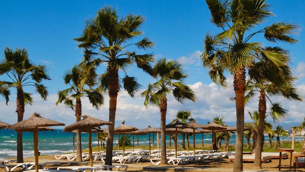 Une plage bordée de rangées de chaises longues et de parasols en chaume, avec des palmiers et l’océan en toile de fond.