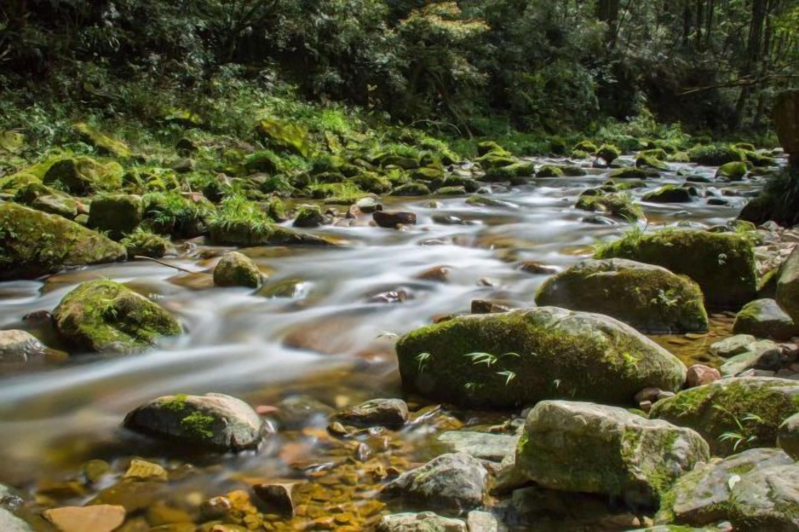 A stream flowing through a forested area with rocks and moss.