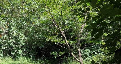 Appartement de charme entre forĂȘt et riviĂšre