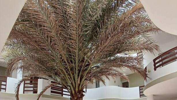 Amplio espacio interior con una palmera grande, varios rincones de estar y un jardín central con diversas plantas.