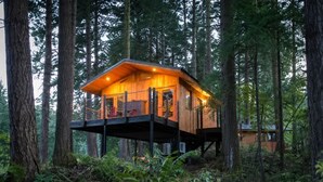 Eine Holzhütte mit Balkon, umgeben von hohen Bäumen.