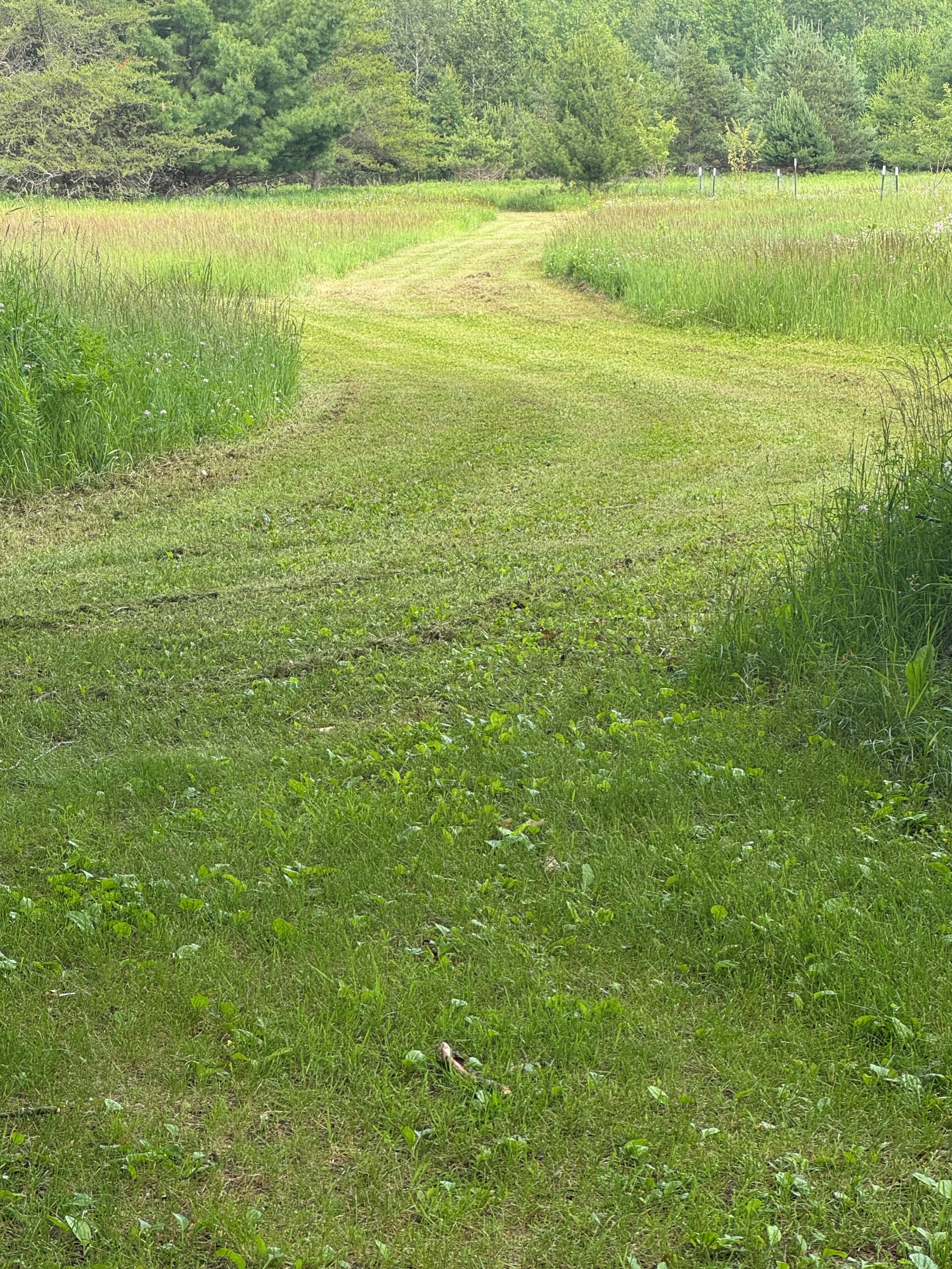 A grassy pathway leading through a natural landscape with dense trees in the background.