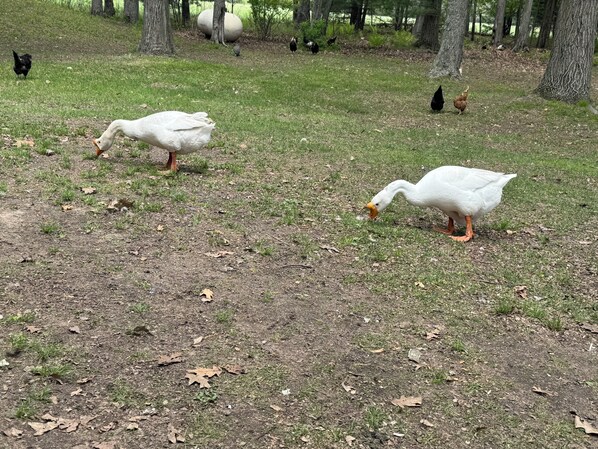 A grassy area with trees and a duck. - Hobby Farm Cottage (Crivitz)