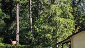 A cabin with a stone foundation and a covered porch, surrounded by dense forest and a gravel driveway.