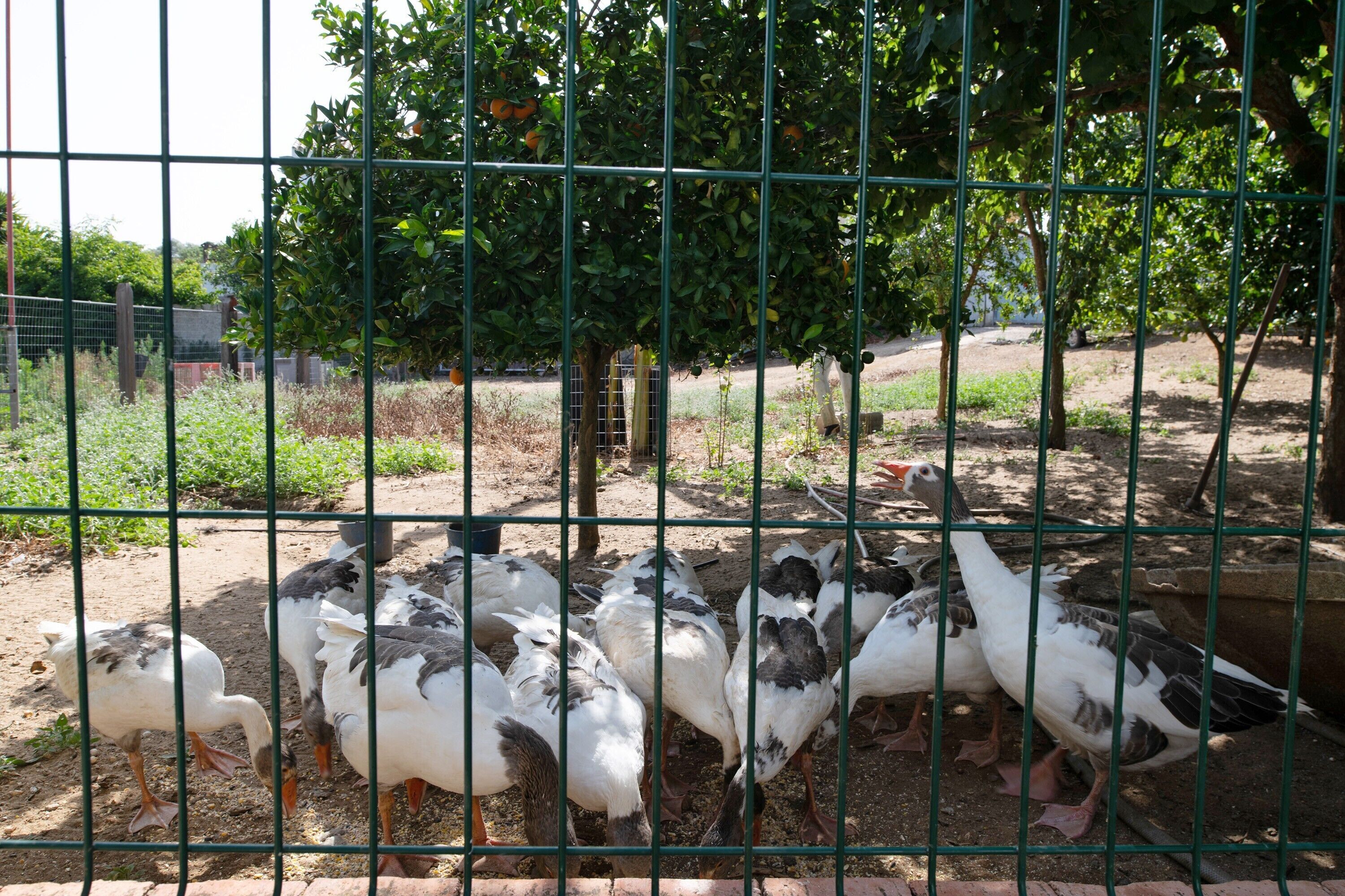 Un grupo de gansos en un recinto cercado, con árboles al fondo.