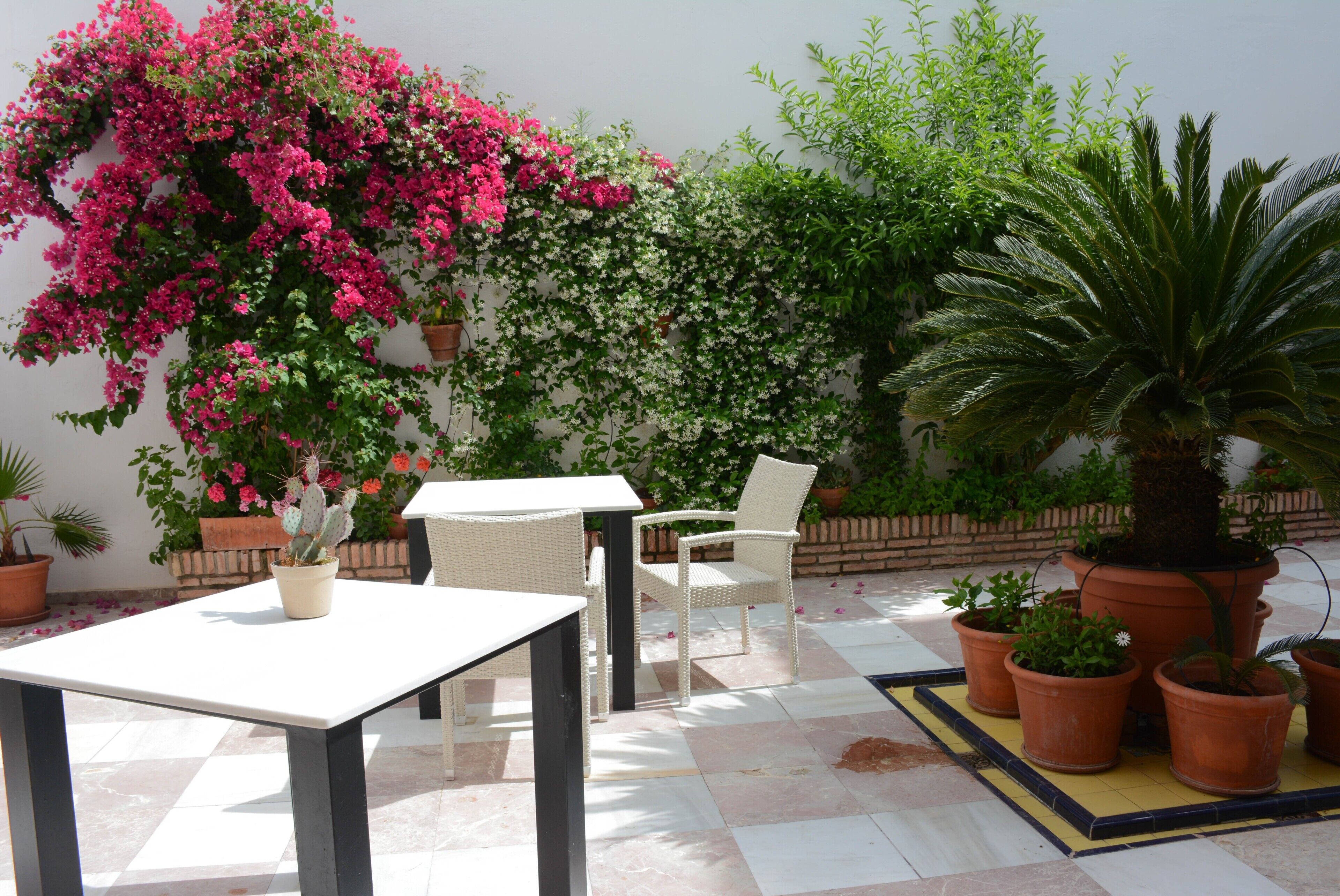 Un espace patio aménagé avec une table et des chaises, entouré de plantes en pot et d’un arbuste en fleurs.