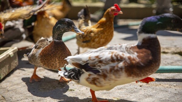 A group of ducks and chickens in an outdoor setting. - Country House 'Mas Vila 2' with Mountain View, Wi-Fi and Air Conditioning (Fogars de la Selva)