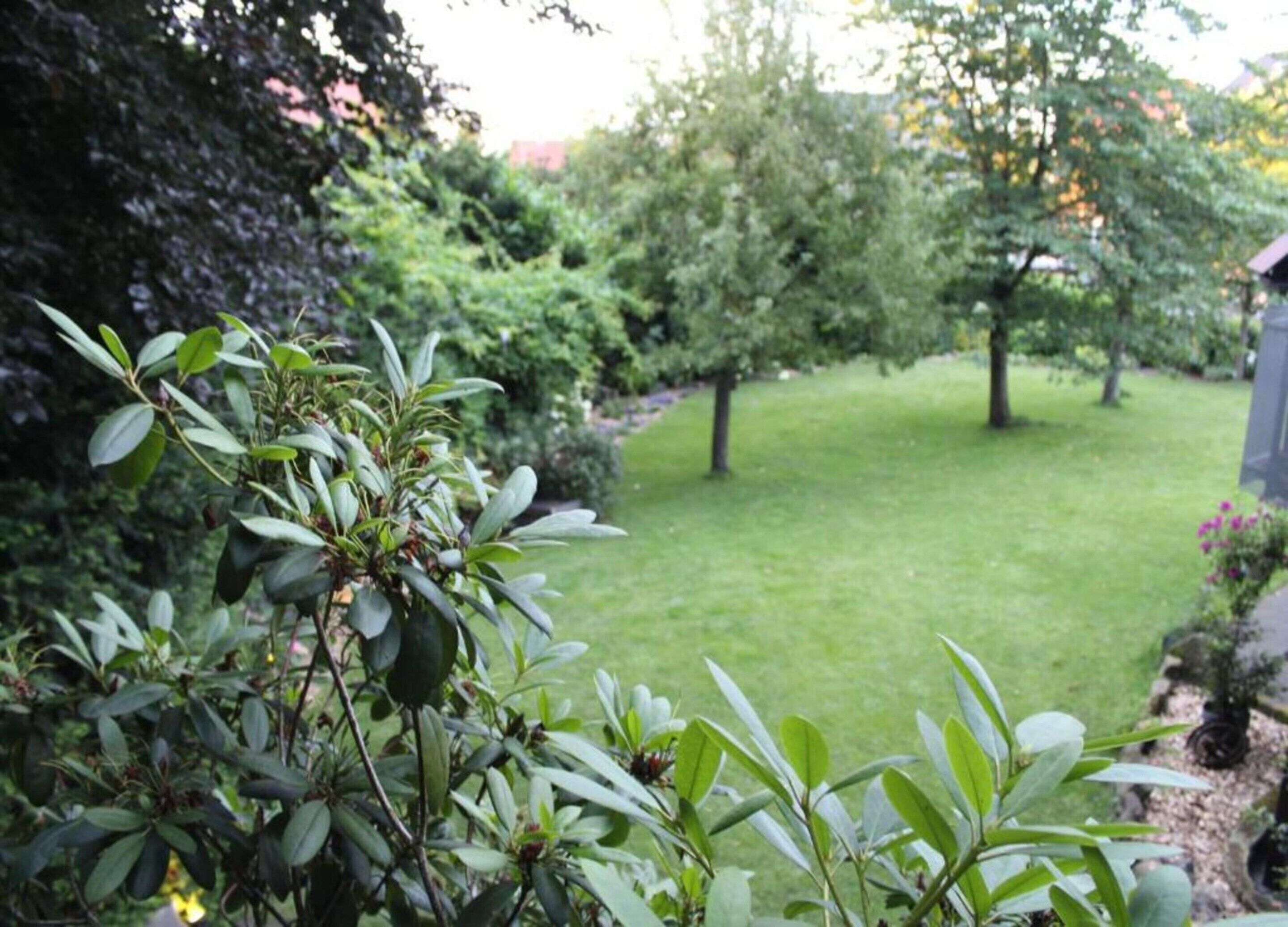 A garden with a lawn and various shrubs.