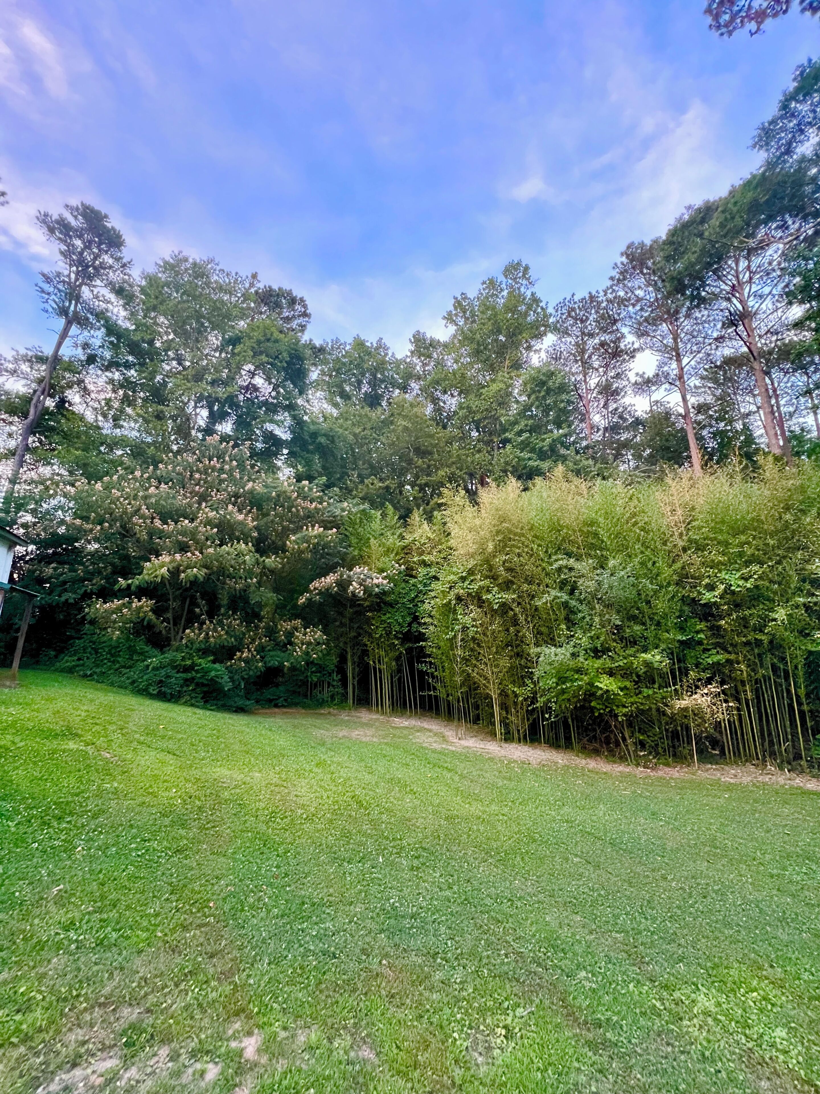 A grassy area with trees and a clear sky.