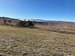 A vast, open field with sparse vegetation and a few scattered trees. - san michele resort (Adaminaby)