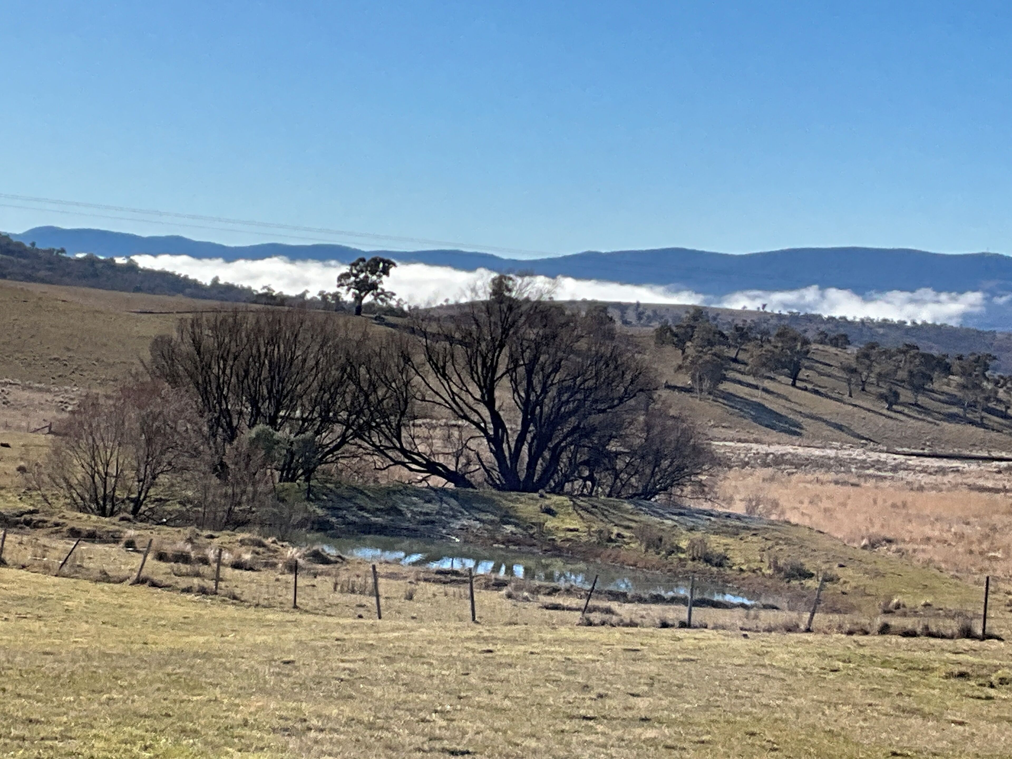 A rural landscape with a clear sky, a large tree, and rolling hills in the background.