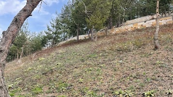 Caminhada