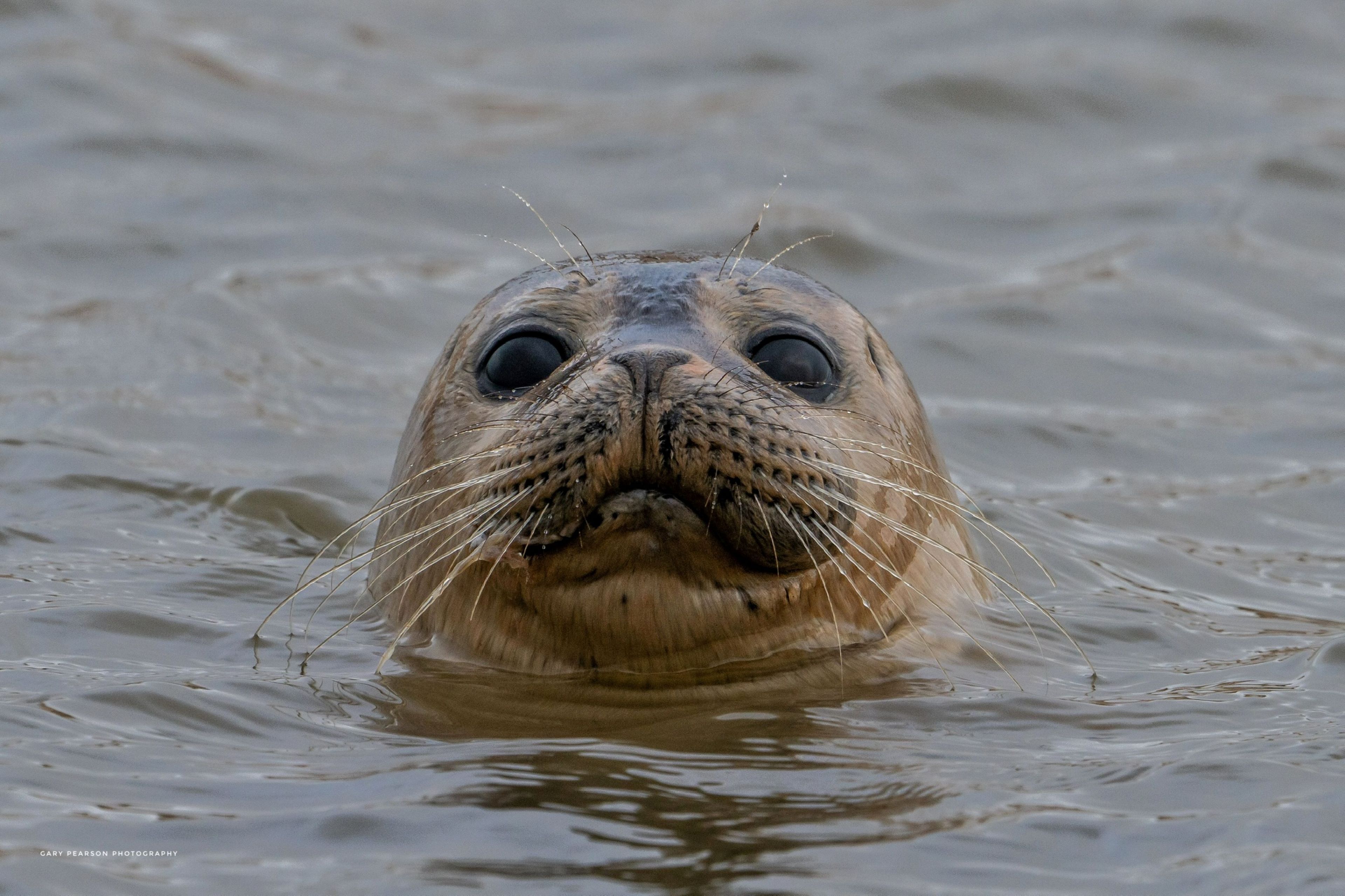 Seal spotting at Sea Palling or Horsey
