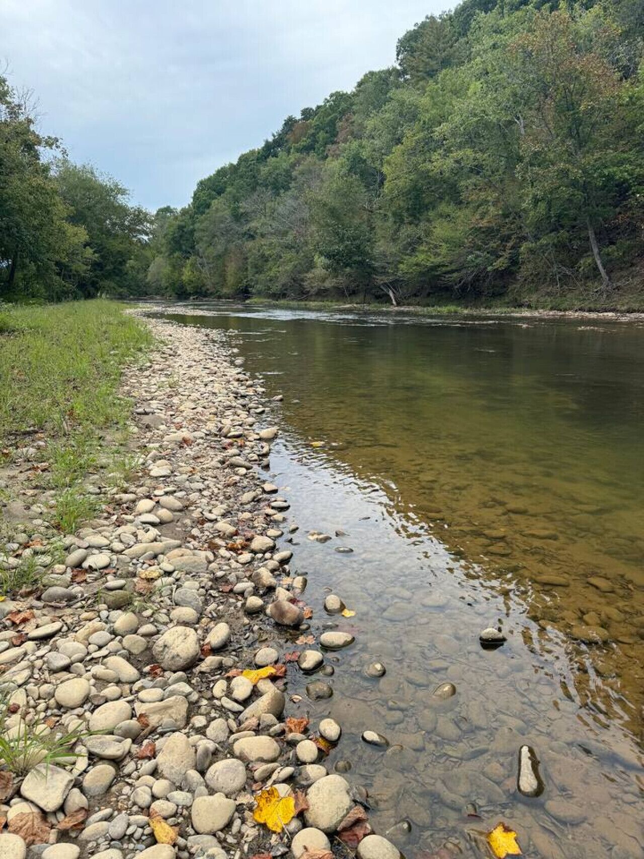 A riverbank with a rocky shoreline and dense forest in the background.