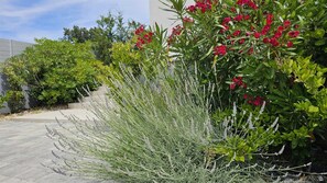 Property grounds - CASA BIANCA One-Bedroom Apartment with Balcony 2 (Kanfanar)