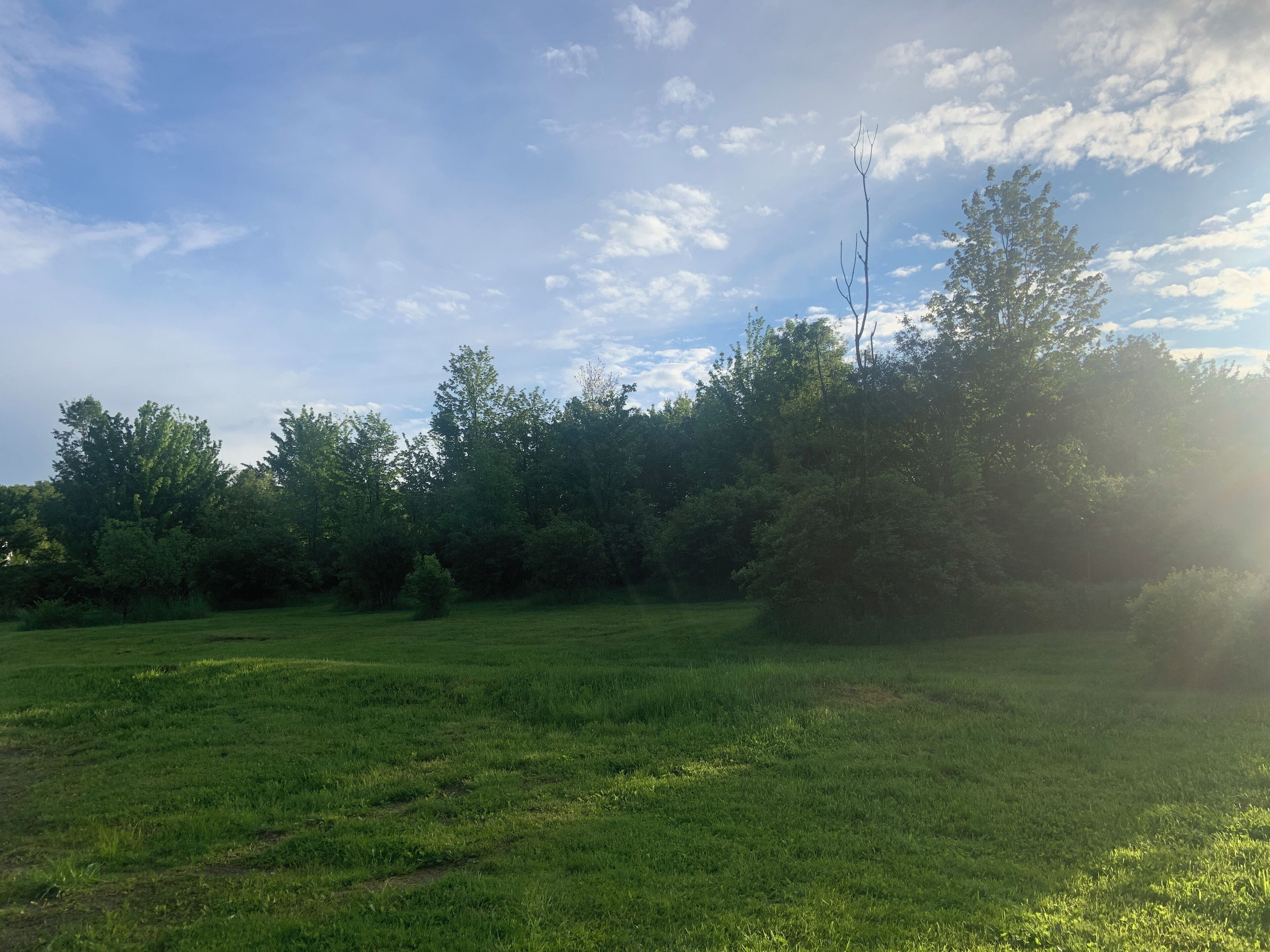 A grassy field with trees and a clear sky.
