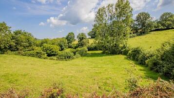 A grassy field with trees and bushes, surrounded by a fence.