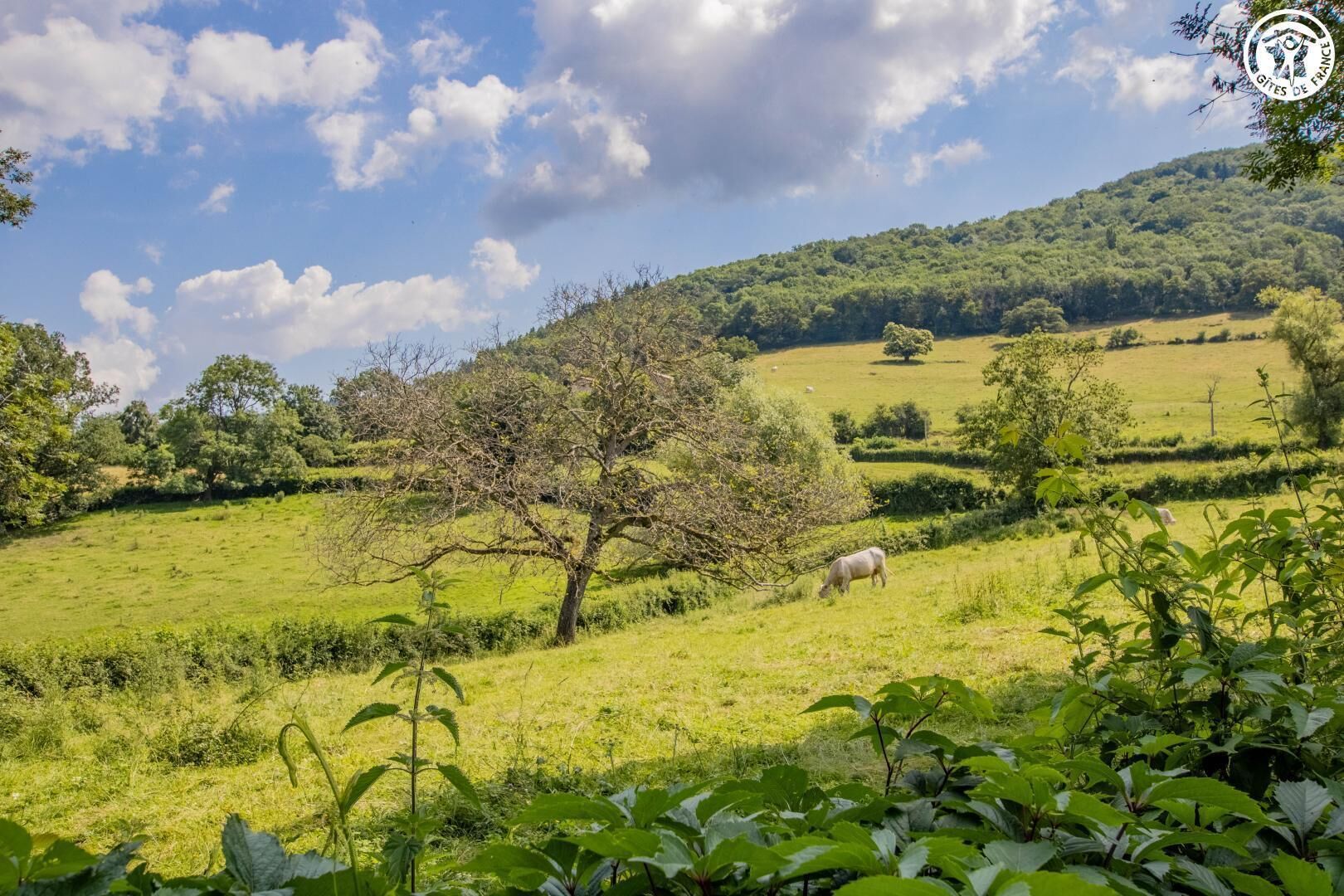 Un paysage rural avec des collines douces, un arbre et des moutons qui paissent.