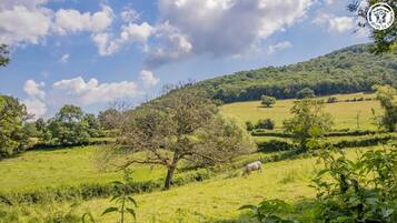 Un paysage rural avec des collines douces, un arbre et des moutons qui paissent.