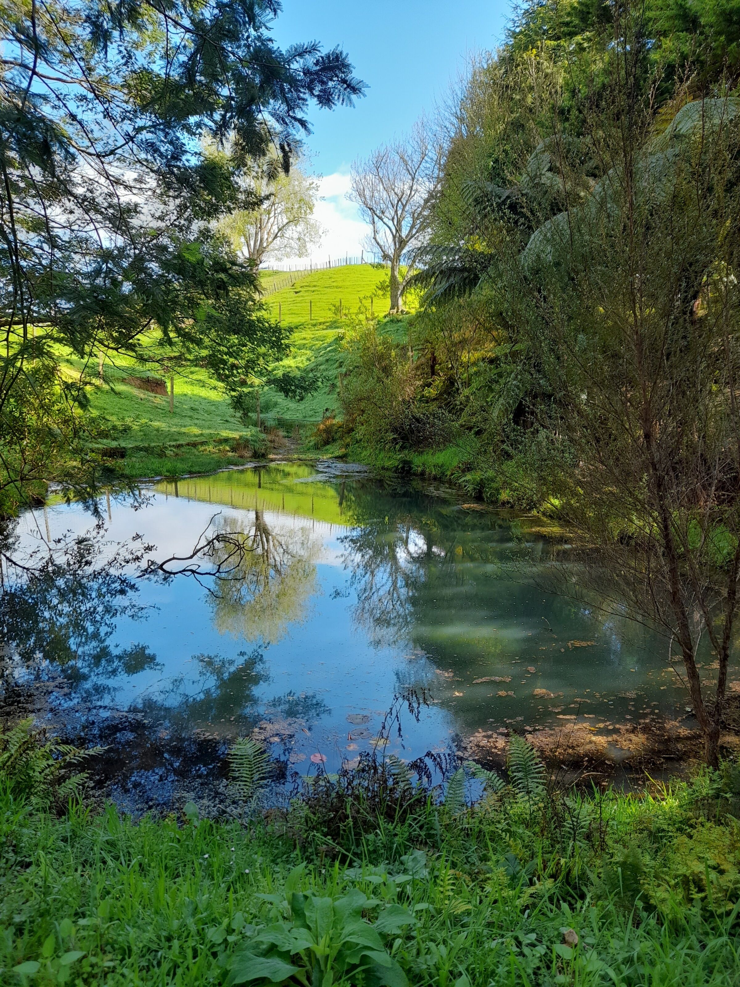 Un estany tranquil envoltat de vegetació exuberant i arbres.
