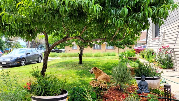 A well-maintained garden with a dog, potted plants, and a Buddha statue.