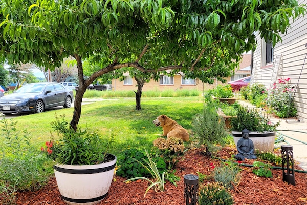 Large garden setting in a quiet, safe neighborhood. Pet friendly!