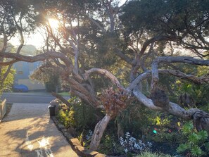 Stroll through the serene garden, surrounded by mature trees and lush plants along a winding pathway.