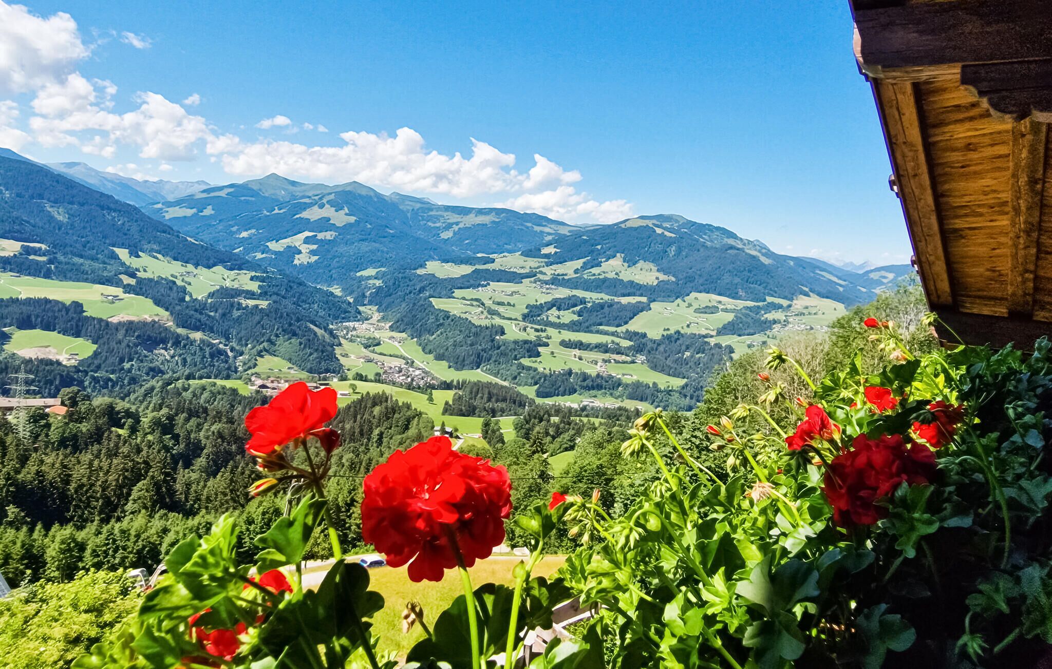 A view of red flowers in the foreground with a mountainous landscape in the background.