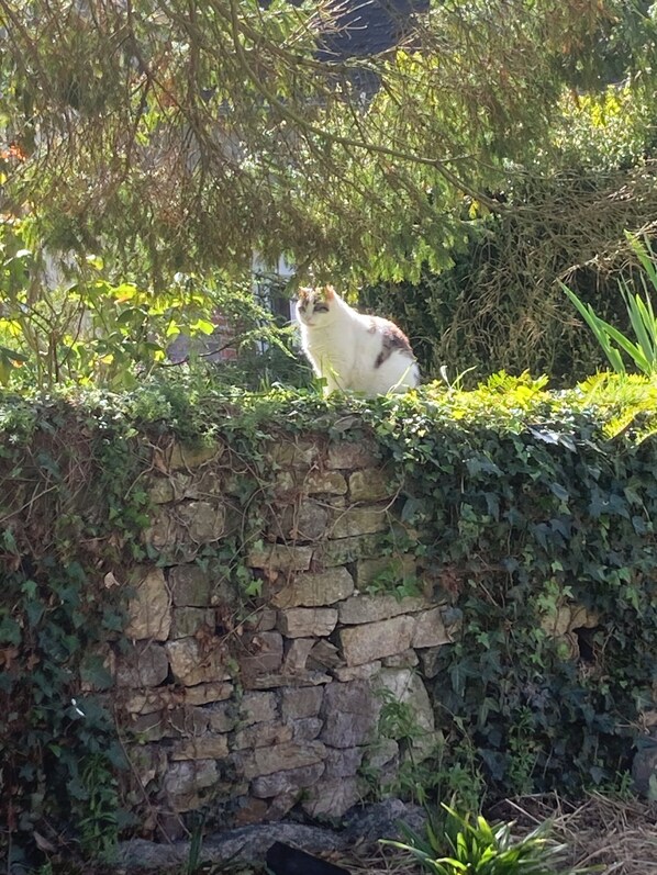 Un chat blanc est assis sur un mur de pierre recouvert de végétation.
