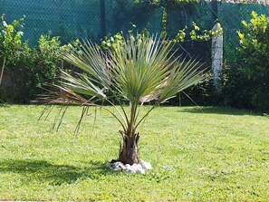 Ein kleiner Palmenbaum mit langen, schlanken Blättern in einer grasbewachsenen Fläche.