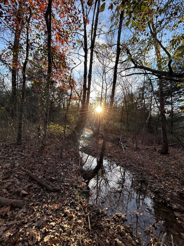 Une scène de forêt avec un sentier baigné de soleil qui serpente entre les arbres et mène à un petit plan d’eau.