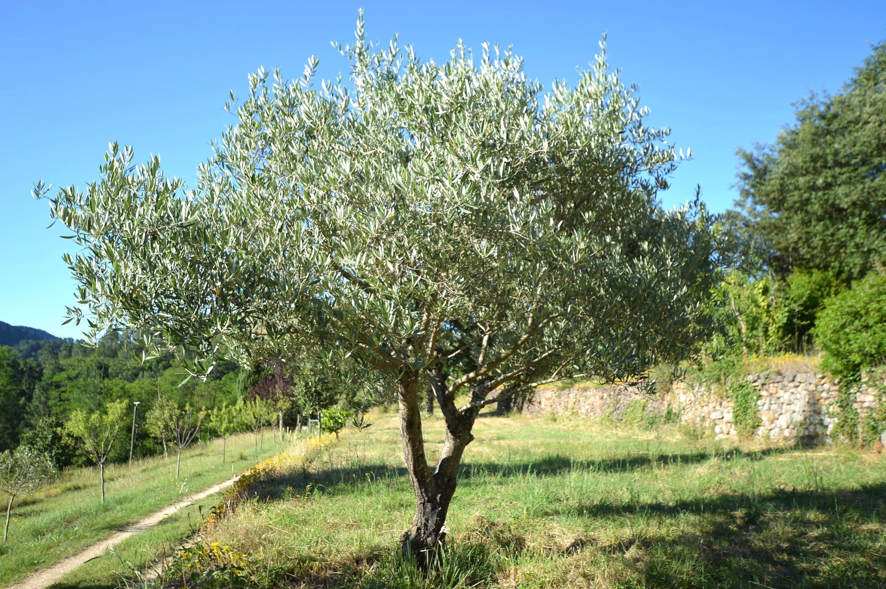 Un arbre dans un paysage rural, sous un ciel dégagé.