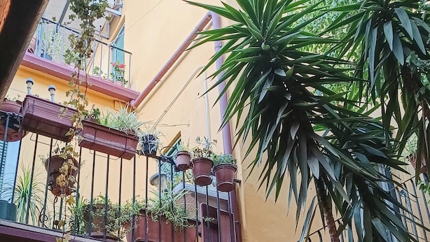 Una escalera con barandilla de metal, rodeada de plantas en macetas y un árbol.